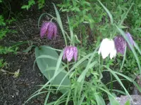 Schachbrettblume.11.04.2011.webp