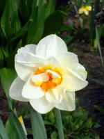 SDC13343.webp