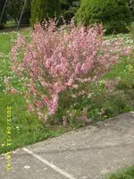 JD500343.webp