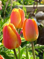 DSCI1334.webp