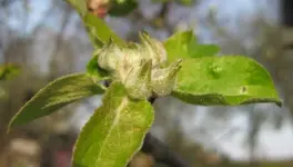 Apfel.webp