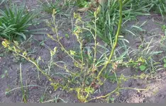 Heidelbeere.webp