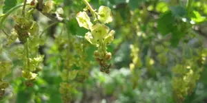 Johannisbeere.webp