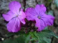 170.webp