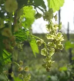 Johannisbeere (2).webp