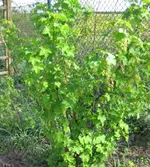 Johannisbeere (3).webp