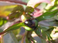 Pfingstrose (2).webp