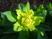164.webp