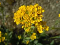 105.webp