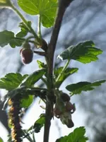 Stachelbeere.webp