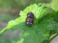 Marinis (3).webp