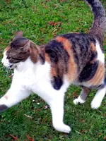 262.webp