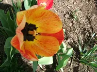 DSCF5249.webp