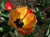 DSCF5251.webp