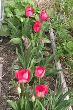 Garten 005.webp