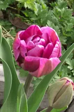 Garten 006.webp