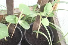 Garten 008.webp