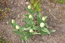 April2 2011 044.webp