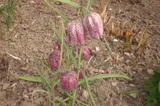 April2 2011 051.webp