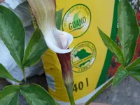 Kopie von P1000722.webp