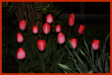 Tulpen (3).webp