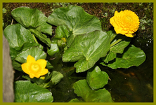 Gefüllte Sumpfdotterblume.webp