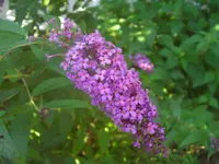 CIMG1234.webp