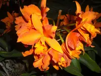 CIMG5291.webp