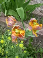 JD500375.webp