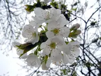 035.webp