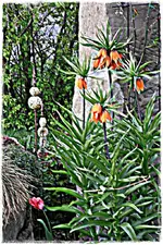 Kaiserkrone (2).webp