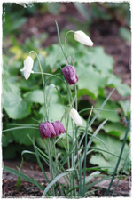 Schachbrettblume.webp