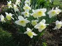 039.webp