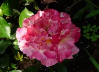 CamillePissarro1.webp