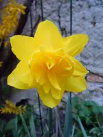 106.webp