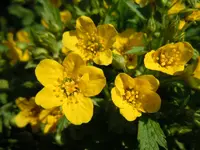 032.webp