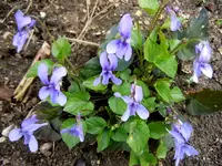 Veilchen003.webp