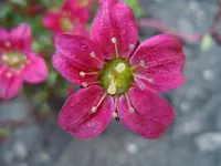Steinbrech045.webp