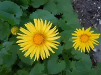 107.webp