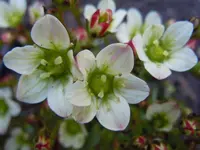 Steinbrech048.webp
