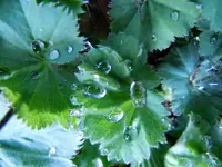 Wassertropfen015.webp