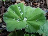 Wassertropfen017.webp