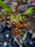 Wassertropfen043.webp