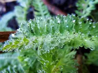 Wassertropfen044.webp