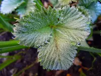 Wassertropfen047.webp
