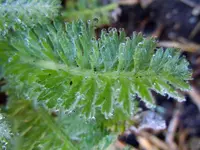 Wassertropfen051.webp