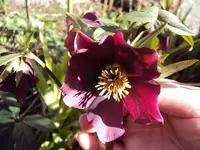 DSC00995 -2011-03-19 lenzrose verkleinert.webp