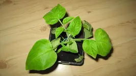 Kartoffeltomate.webp