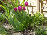 2011 04 14 002.webp