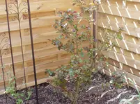 2011 04 14 017.webp